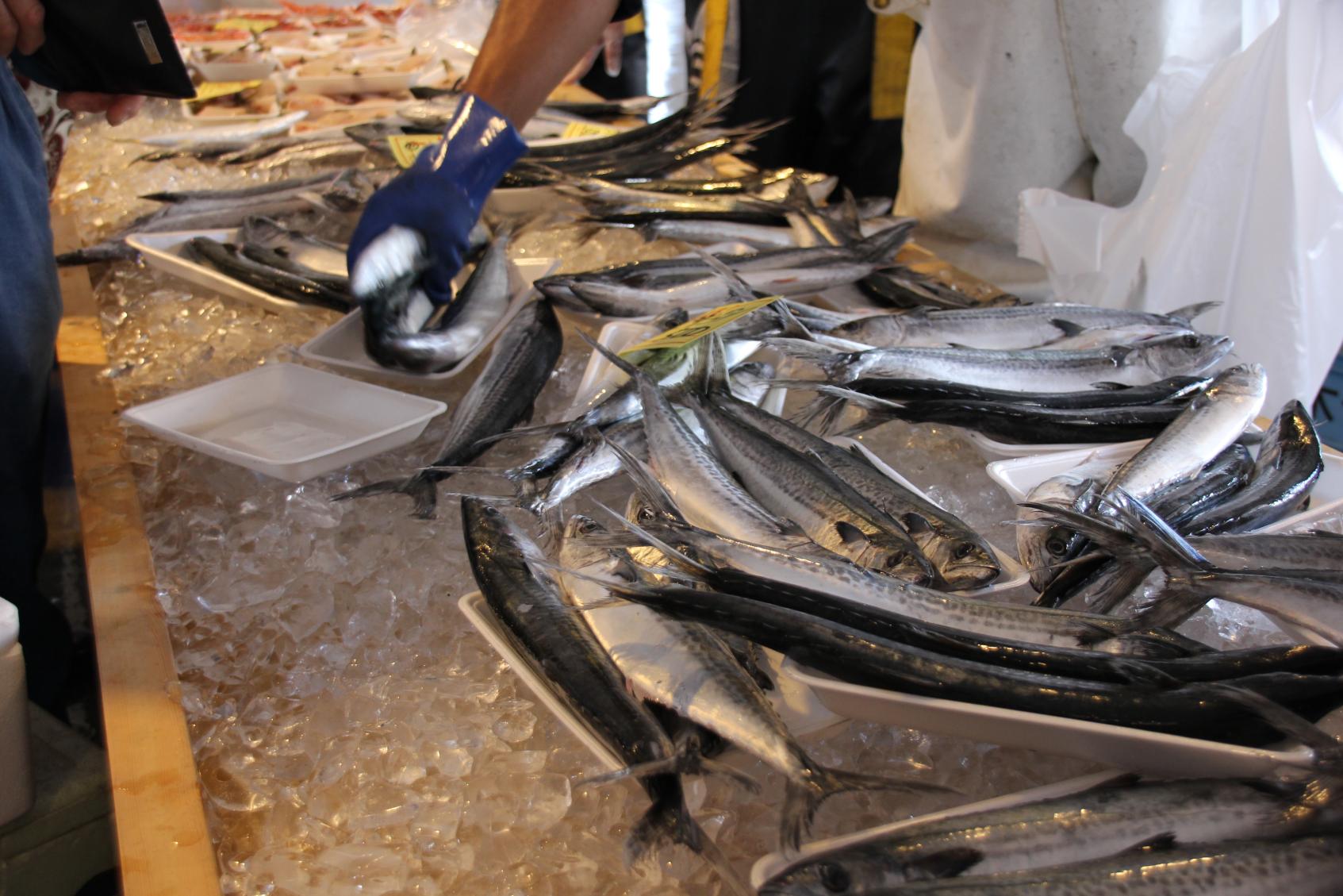 2025しんみなと漁港復興朝市-1