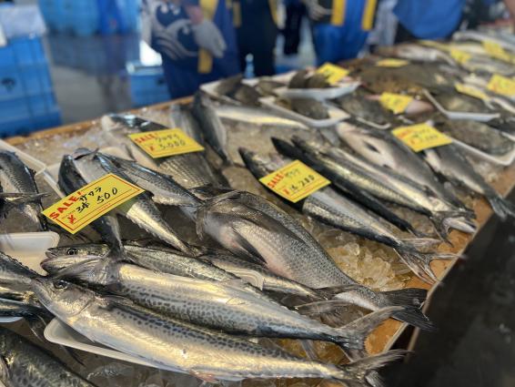 2025しんみなと漁港復興朝市-3