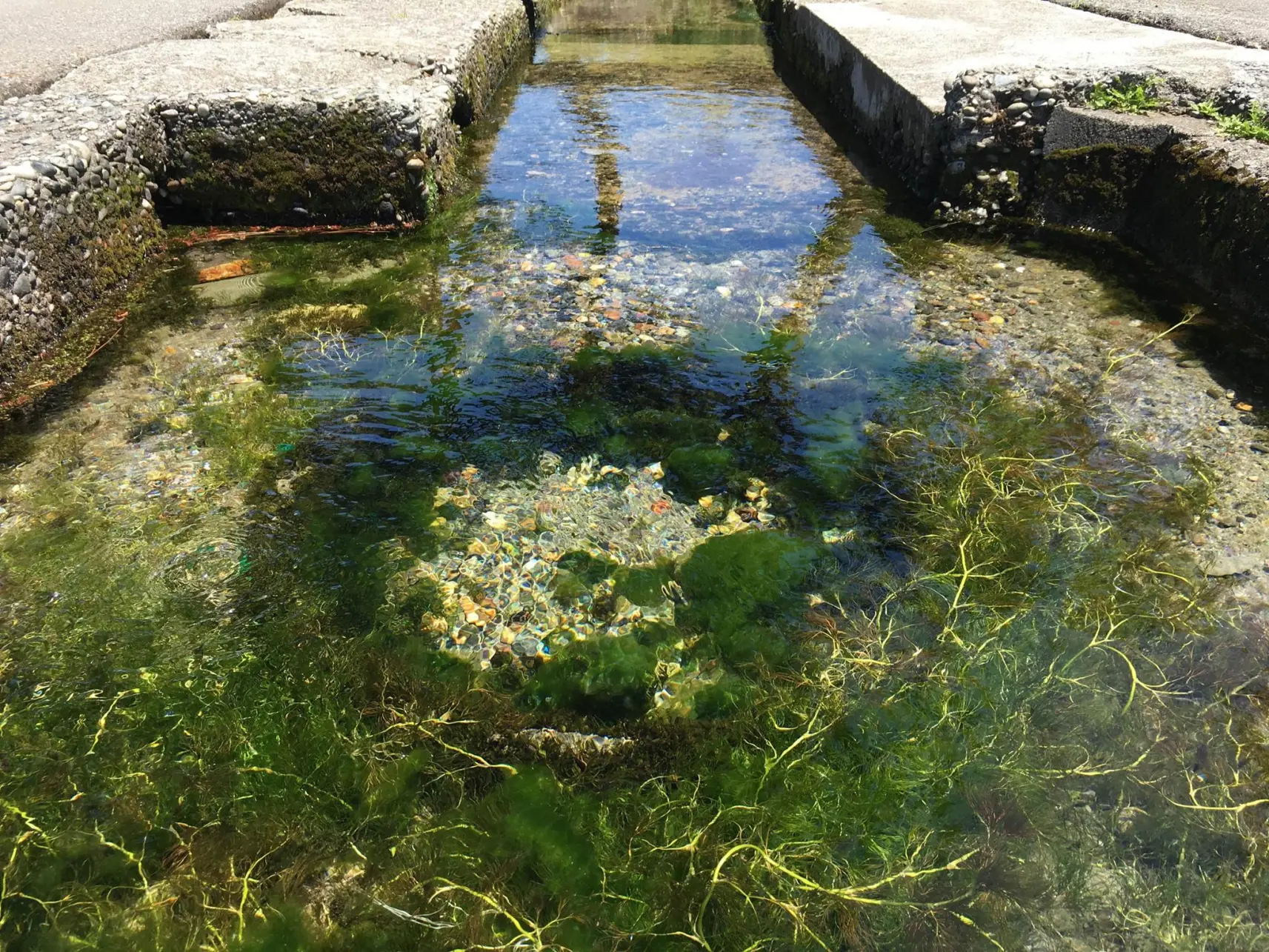 こんこんと湧く清水