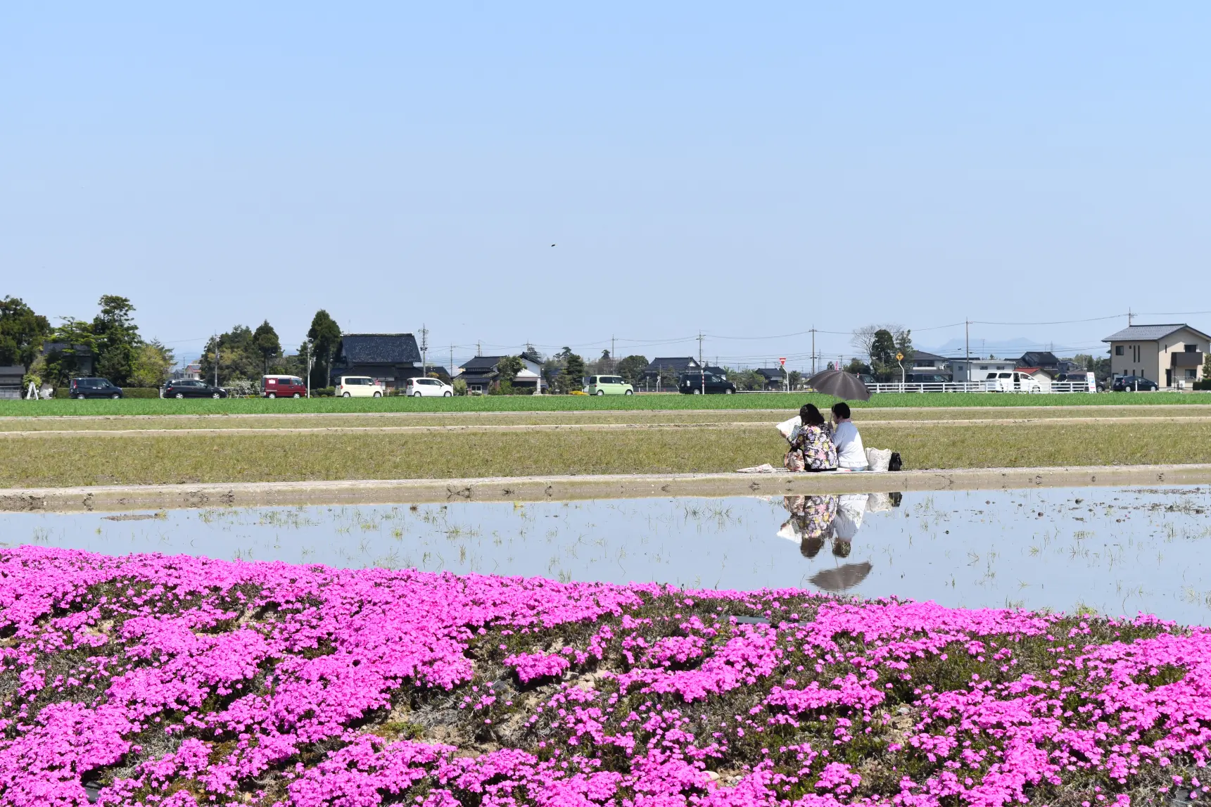 新屋敷芝桜まつり-2