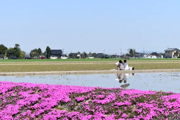 新屋敷芝桜まつり-2