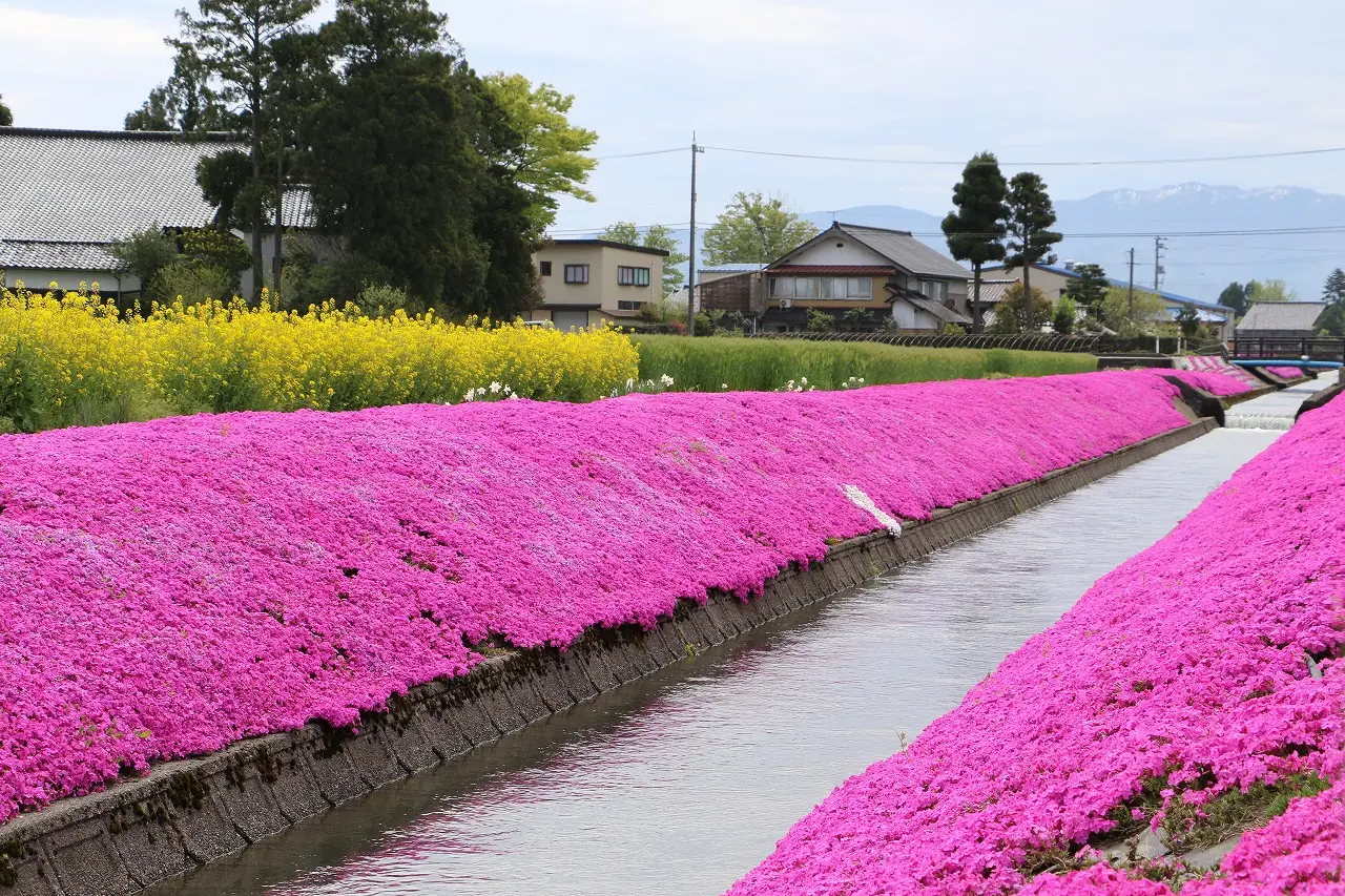 新屋敷芝桜まつり-0