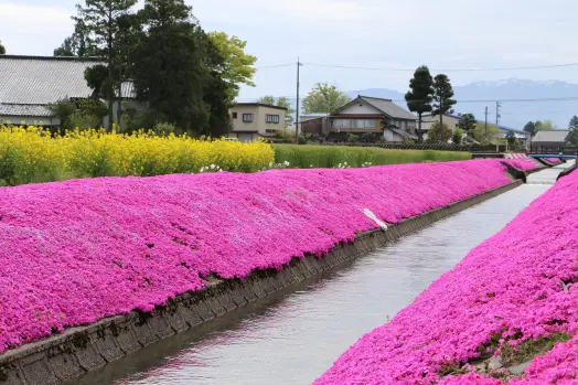 新屋敷芝桜まつり-0
