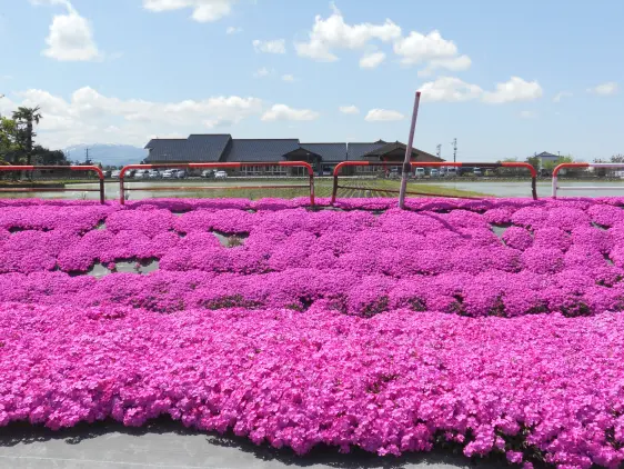 新屋敷芝桜まつり-3