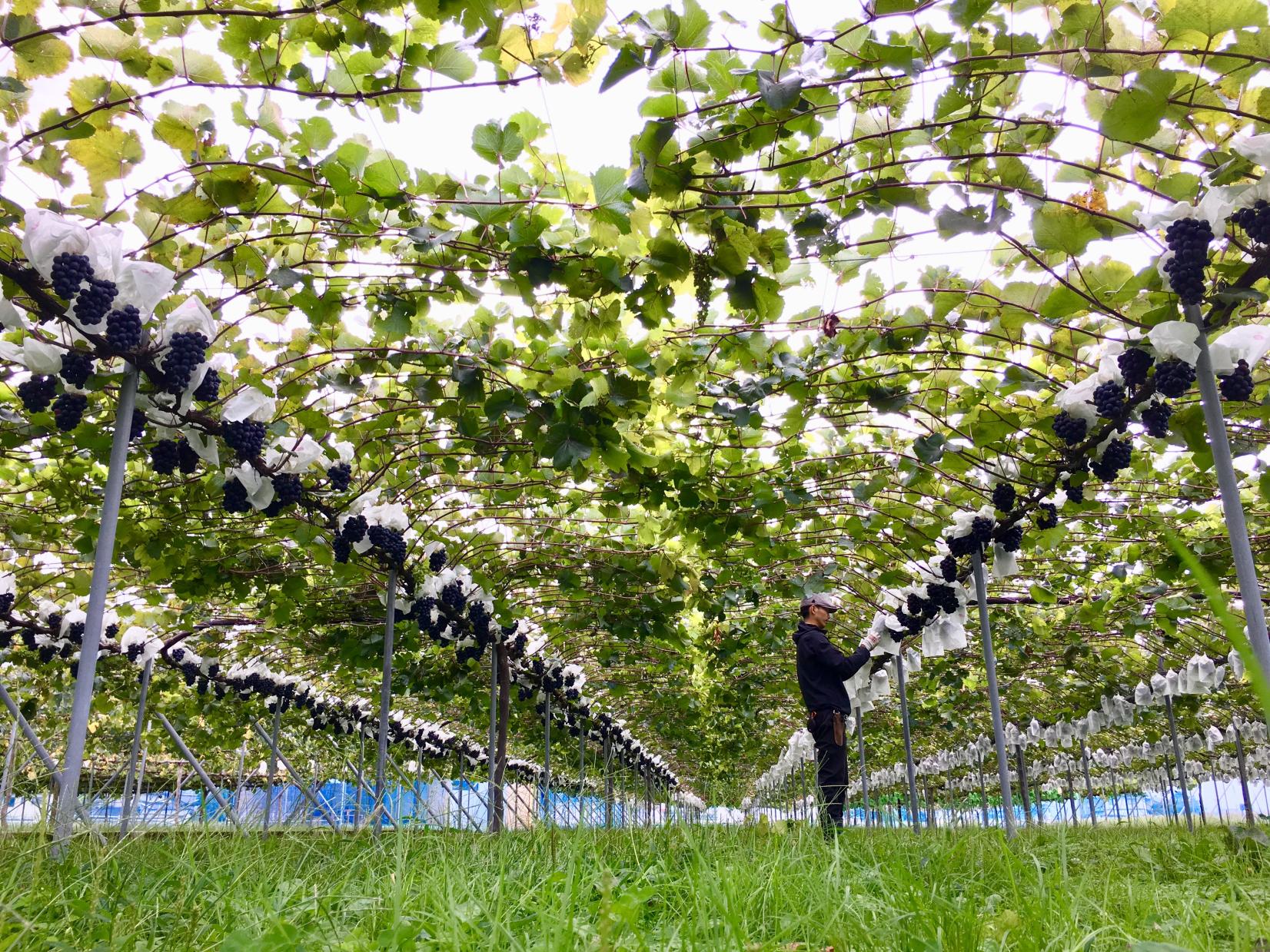 【黒部のぶどう直売農家】bossa farm-3