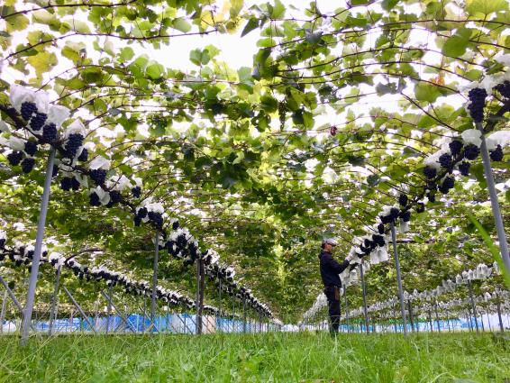 【黒部のぶどう直売農家】bossa farm-3