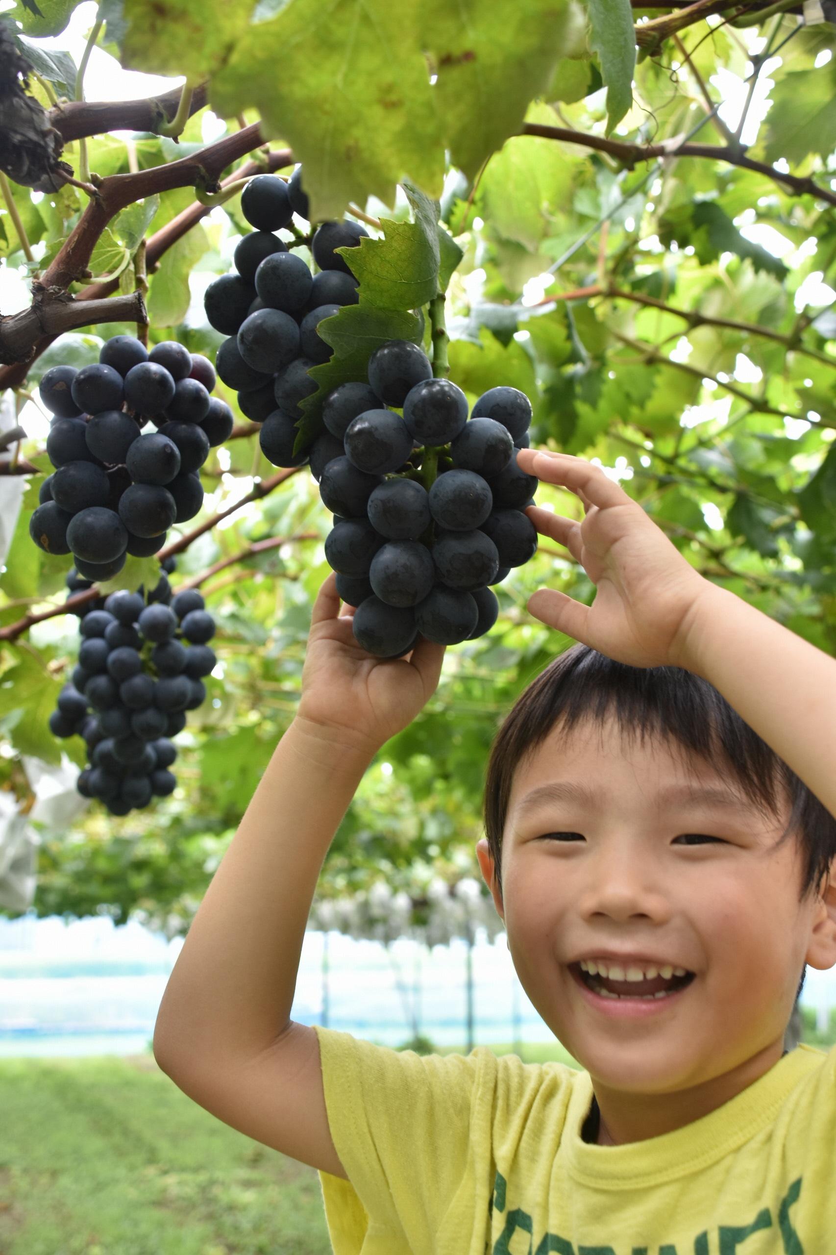 【黒部のぶどう直売農家】bossa farm-2