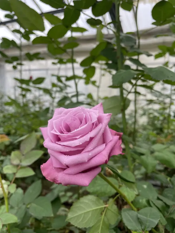 田中園芸（メルヘン工房）-2