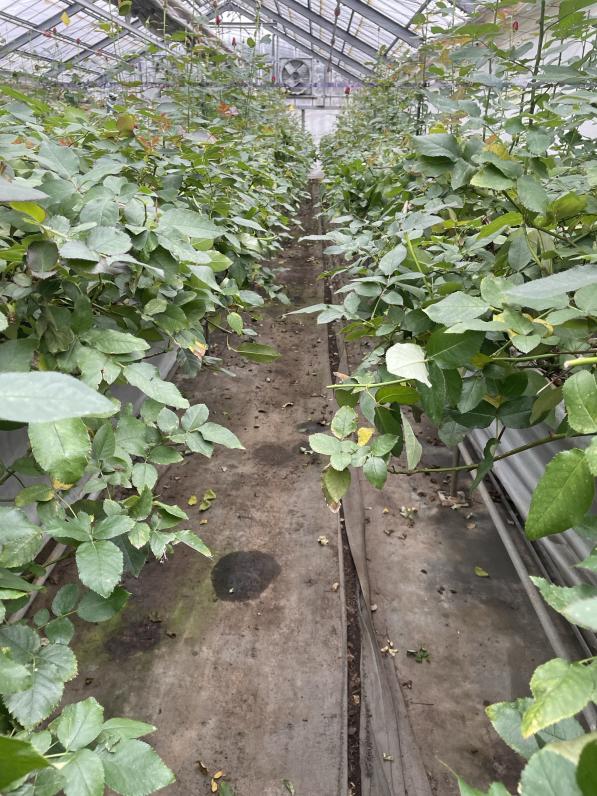 田中園芸（メルヘン工房）-3