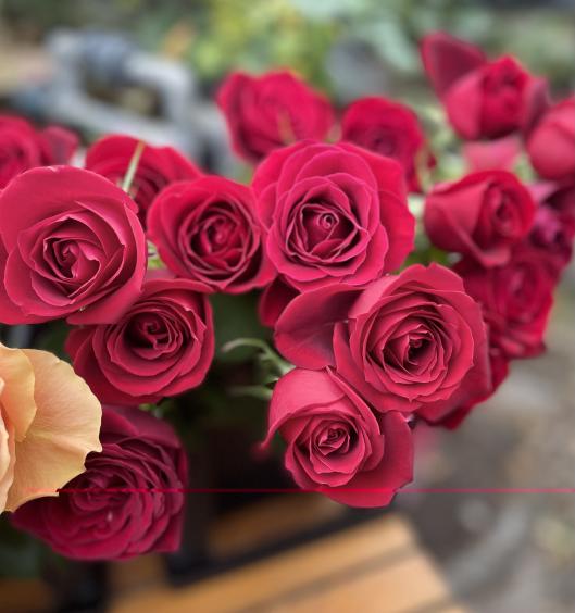 田中園芸（メルヘン工房）-0