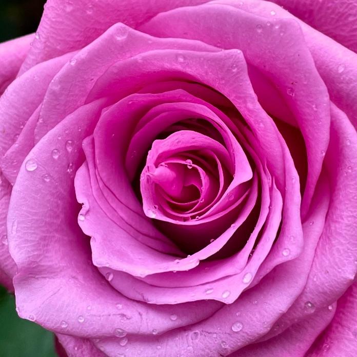 田中園芸（メルヘン工房）-1