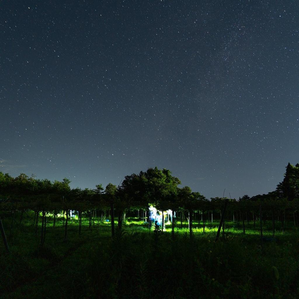 やまふじぶどう園/ホーライサンワイナリー-8