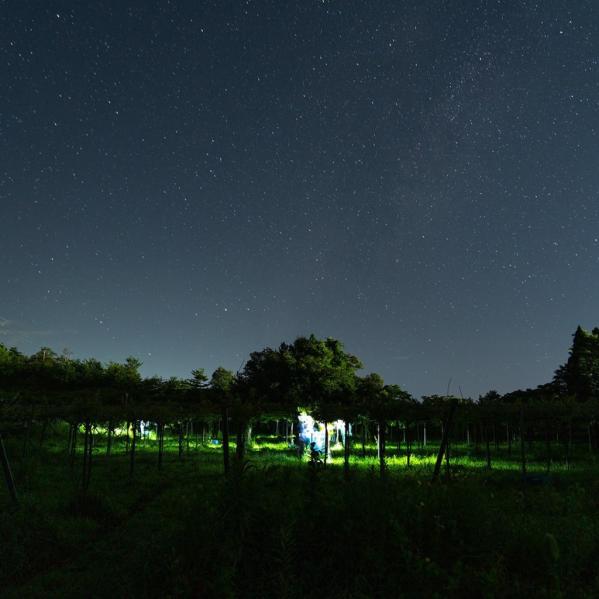やまふじぶどう園/ホーライサンワイナリー-8