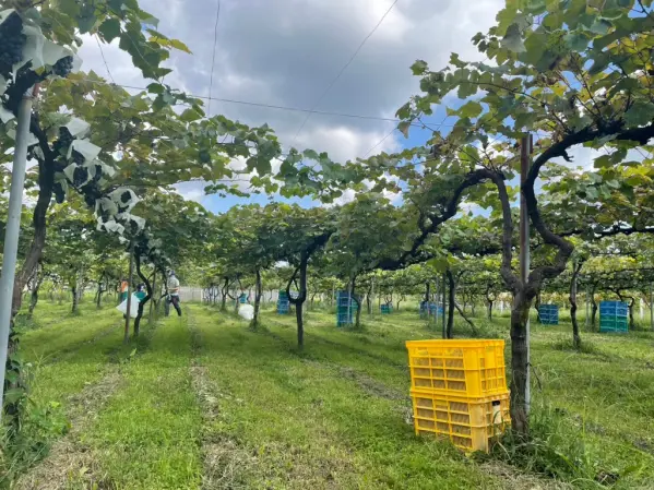 やまふじぶどう園/ホーライサンワイナリー-1