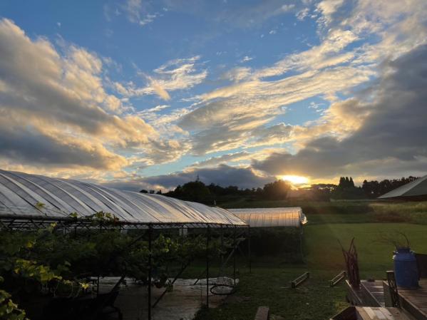 やまふじぶどう園/ホーライサンワイナリー-6