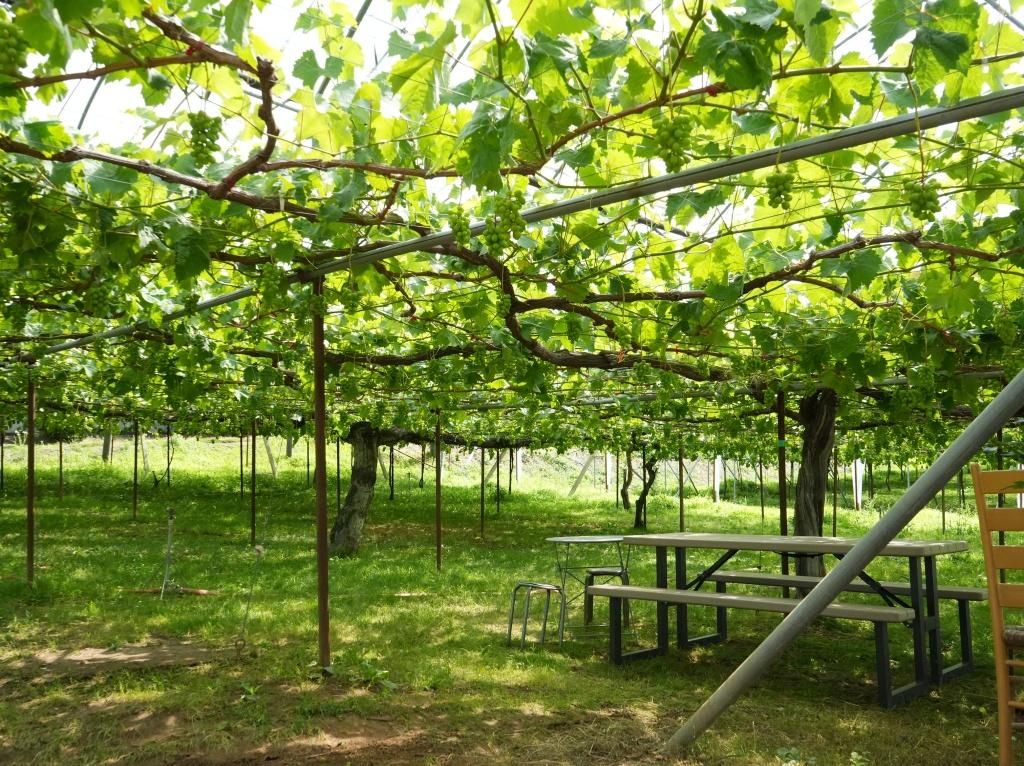 やまふじぶどう園/ホーライサンワイナリー-1