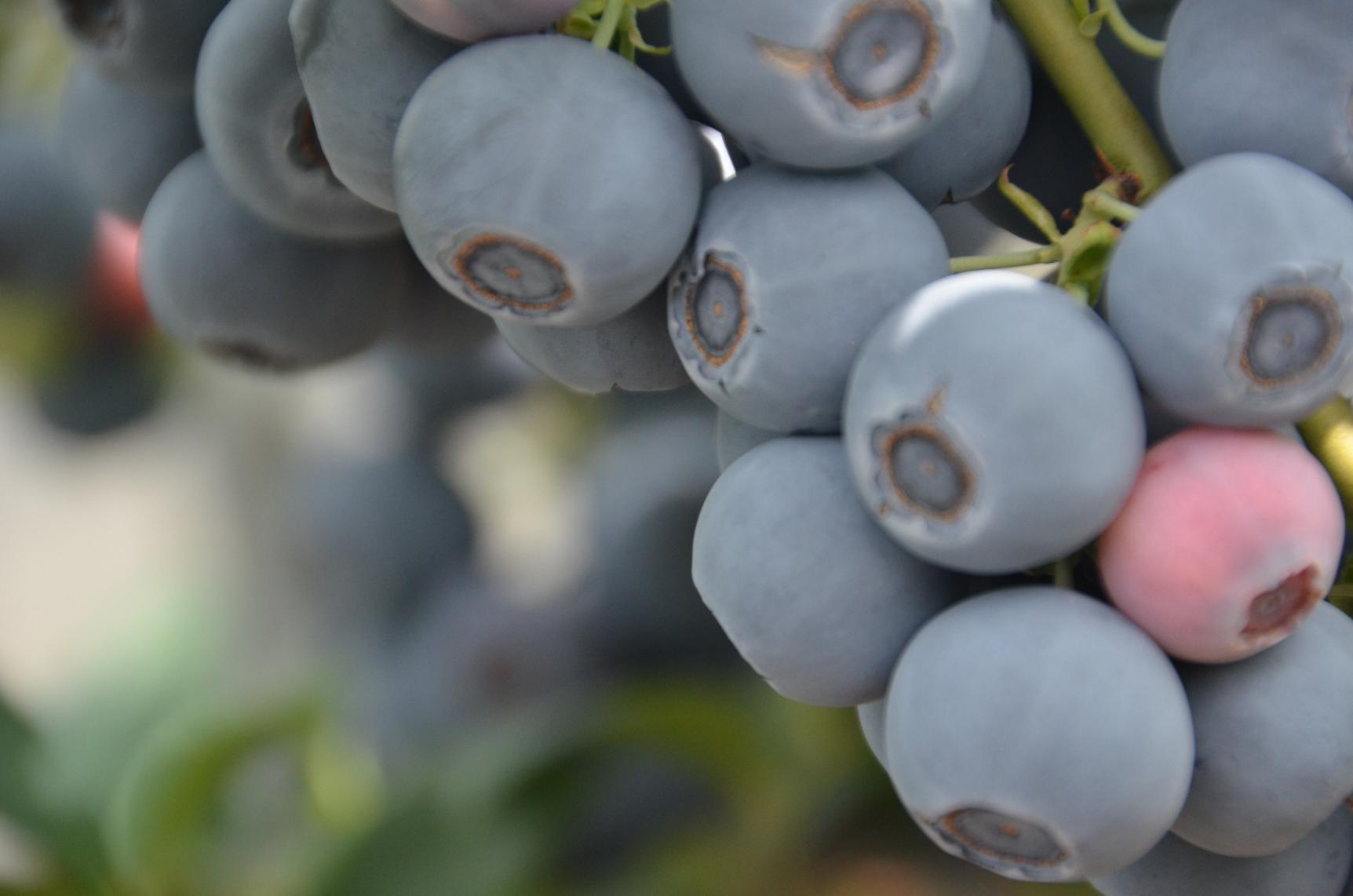 とれたて・もぎたて・ほんもの　ベリー・ベリー・ヤミー-1