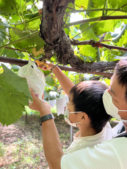 イノハラぶどう園-1