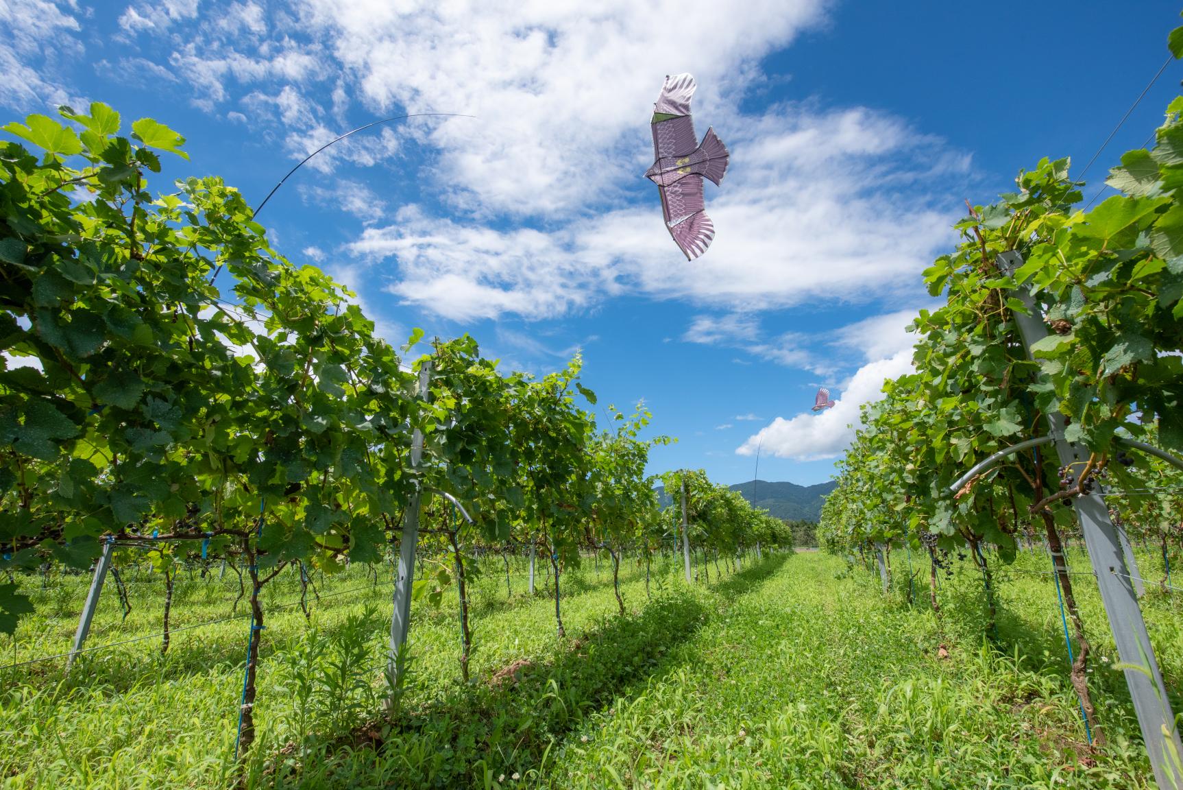 ドメーヌ･ボー-7