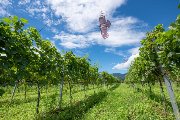 ドメーヌ･ボー-7