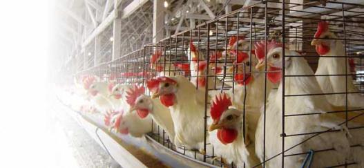 フェルヴェール本店-9