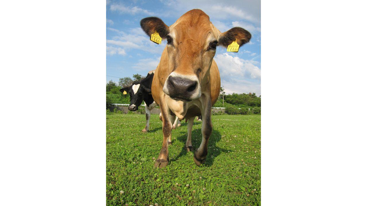 うしのいえMOOガーデン-1