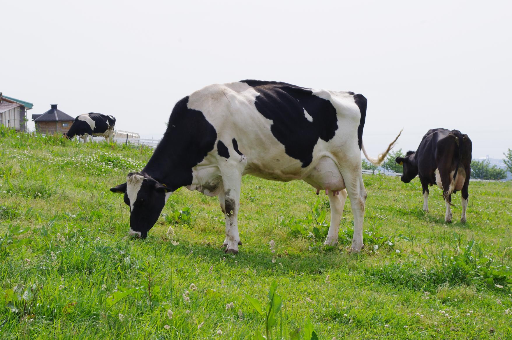 うしのいえMOOガーデン-1