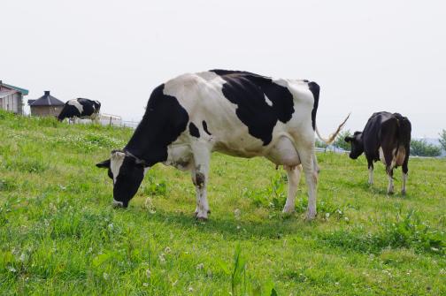 うしのいえMOOガーデン-0