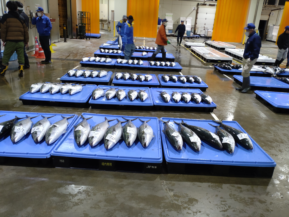 おさかなランド市場見学体験-2