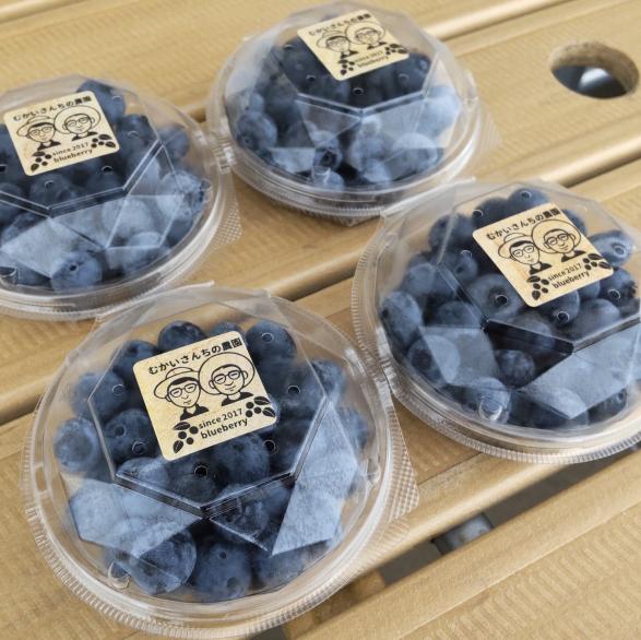 ブルーベリー狩り体験園　むかいさんちの農園-2