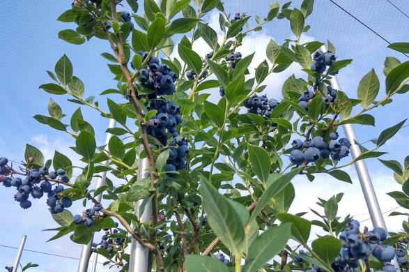 ブルーベリー狩り体験園　むかいさんちの農園-1