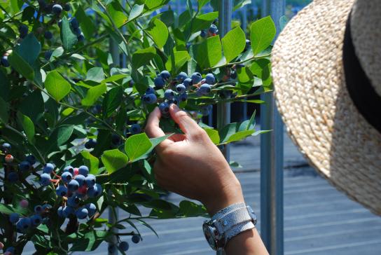 ブルーベリー狩り体験園　むかいさんちの農園-0