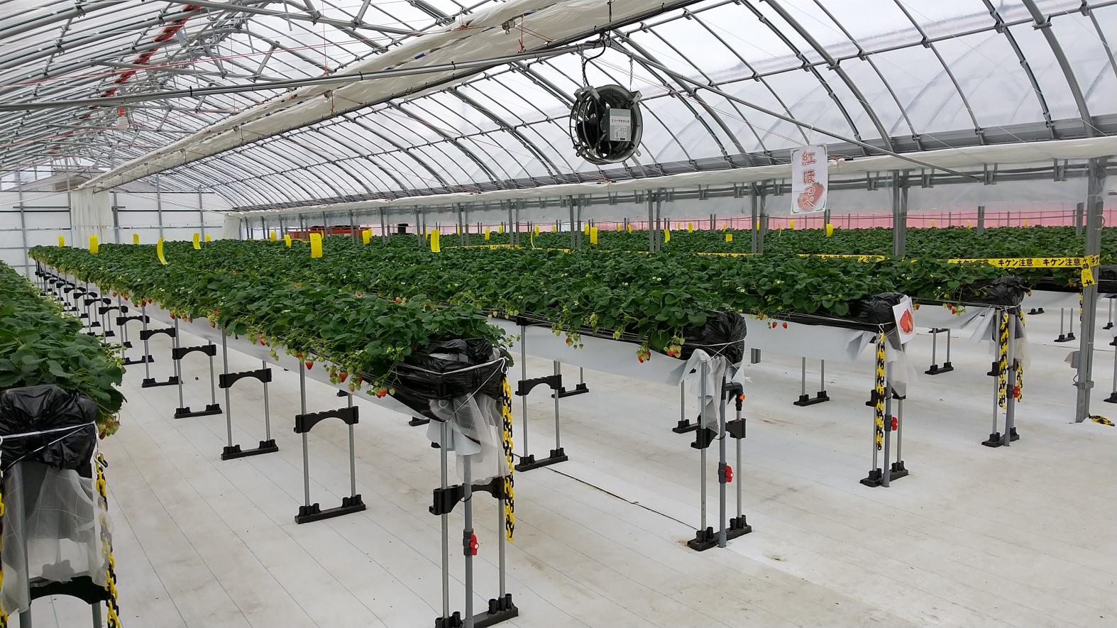 あるぺん村観光農園-1