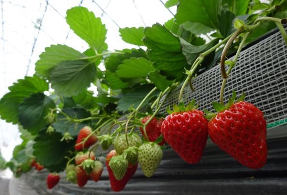 あるぺん村観光農園-2