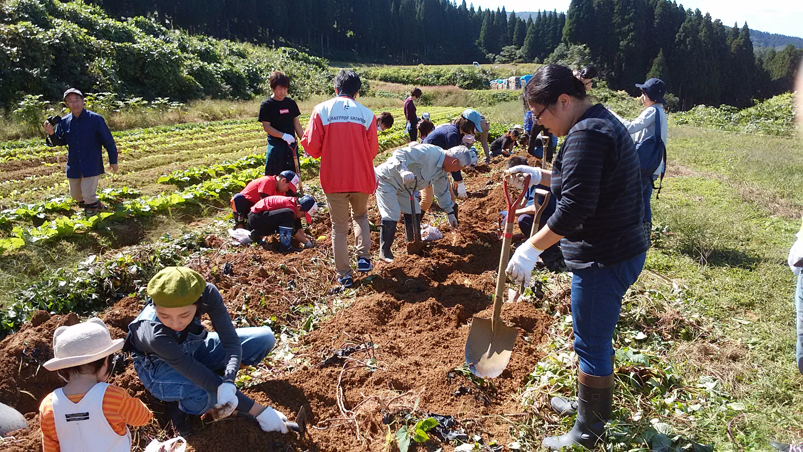 てっぺん農園　案山子農園-1