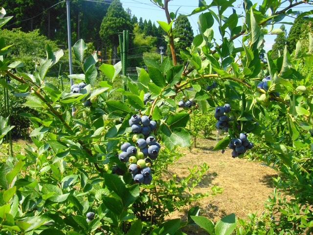 ブルーベリーと山の幸いなかふれさか-1