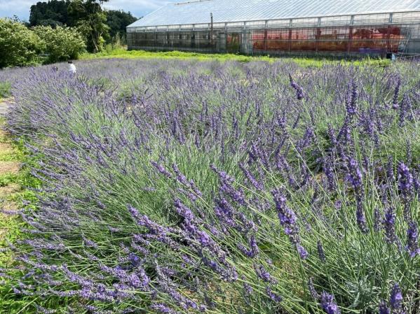 ハーブ・ファーム富夢創野-0