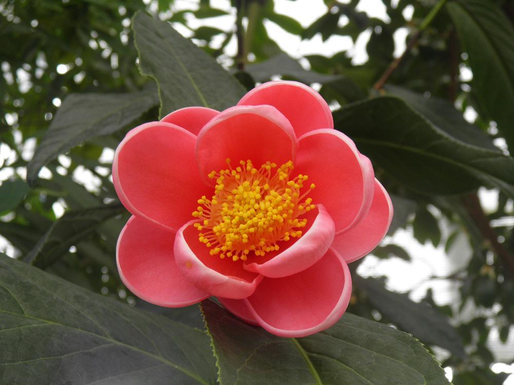 いのくち椿館-1