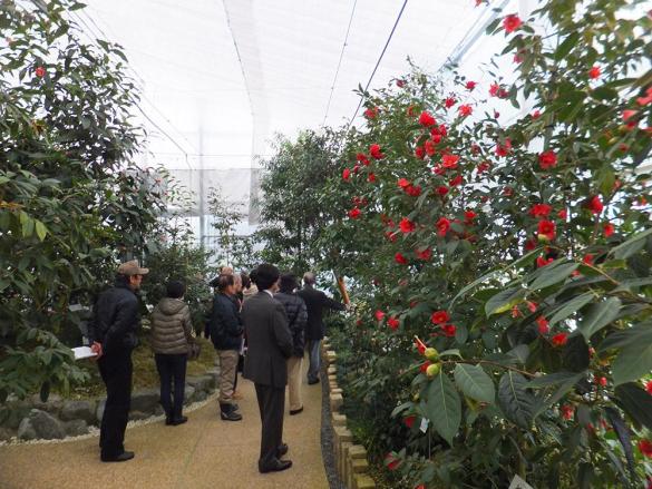 いのくち椿館-0