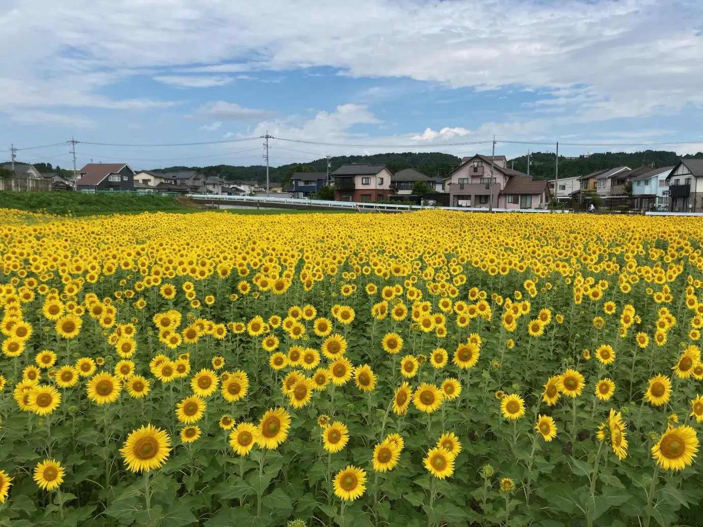 写真：「スローライフファーム」代表取締役の大場さん提供