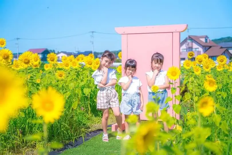 スローライフファーム　ひまわり畑-1