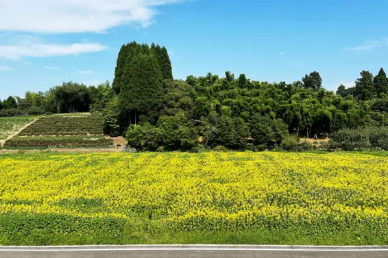 富山県立大学　ひまわり畑-0