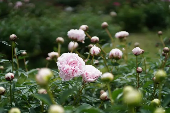 薬用植物指導センター-1