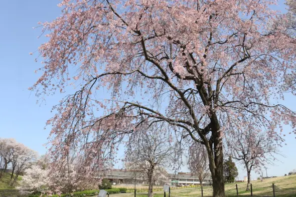 呉羽山公園・都市緑化植物園-2