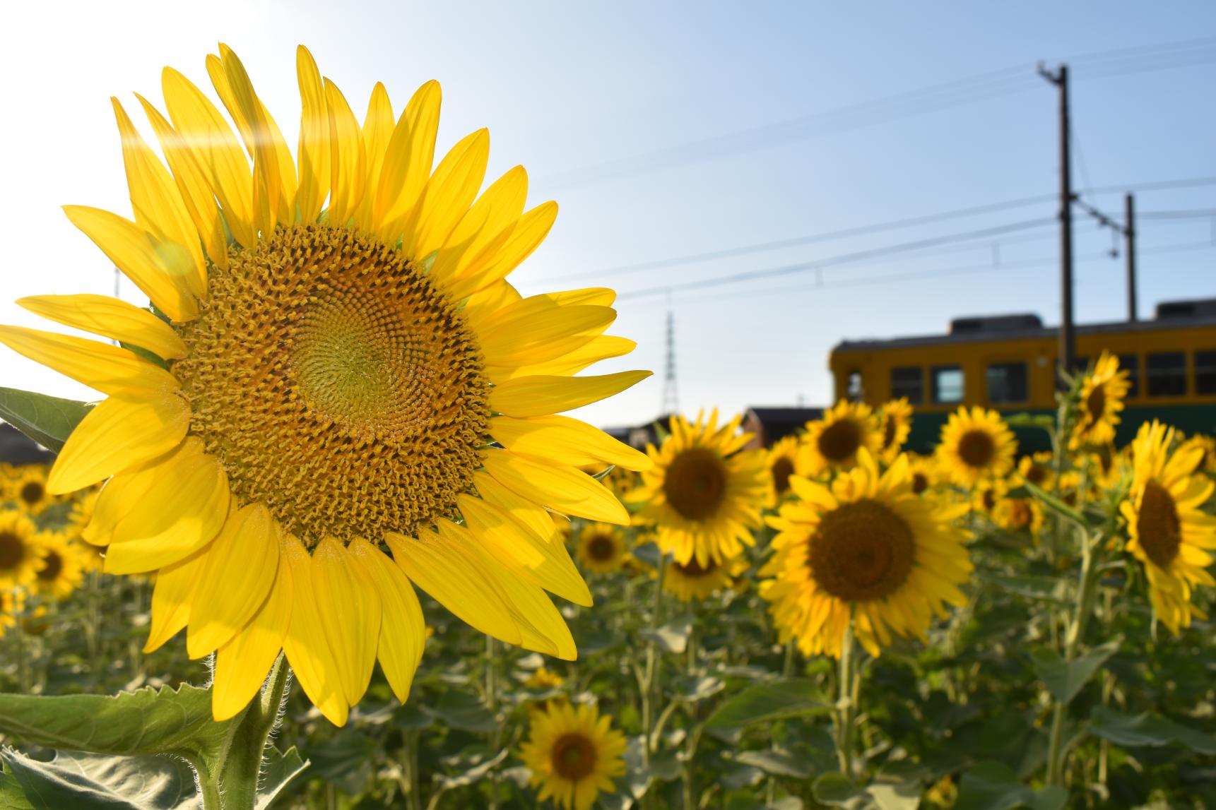 舟橋村サンフラワープロジェクト2025-3