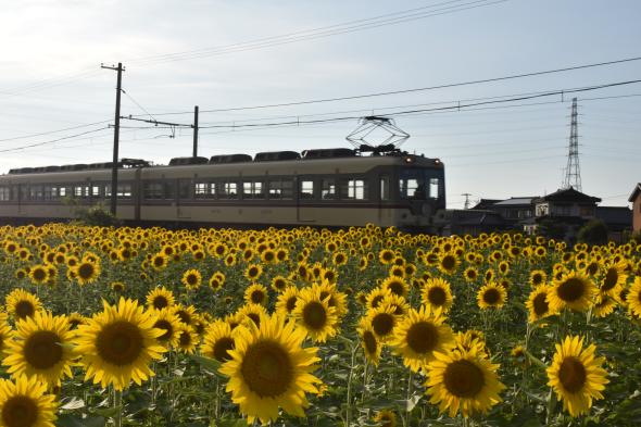 舟橋村サンフラワープロジェクト2025-4