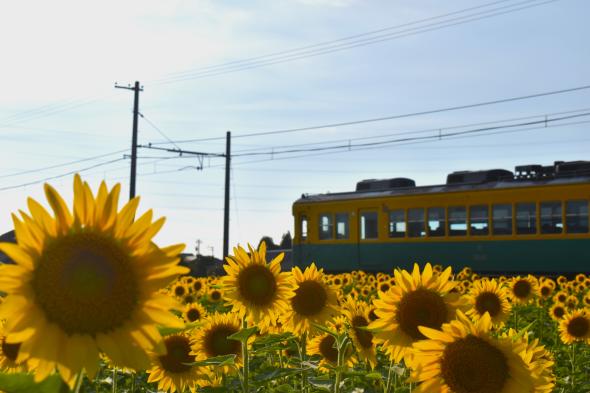 舟橋村サンフラワープロジェクト2025-0