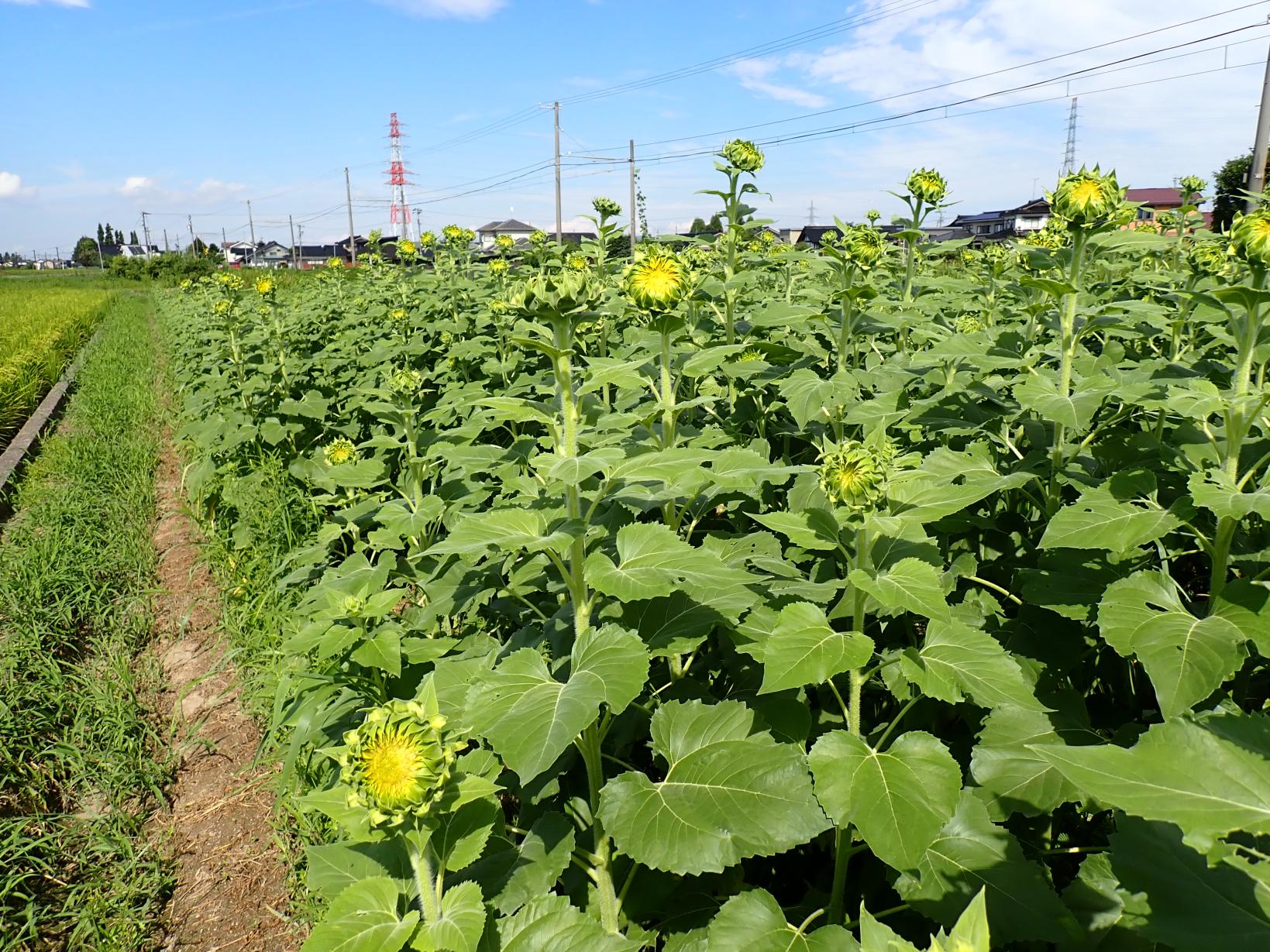 舟橋村サンフラワープロジェクト2025-2