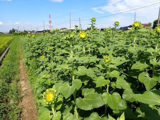 舟橋村サンフラワープロジェクト2025-2