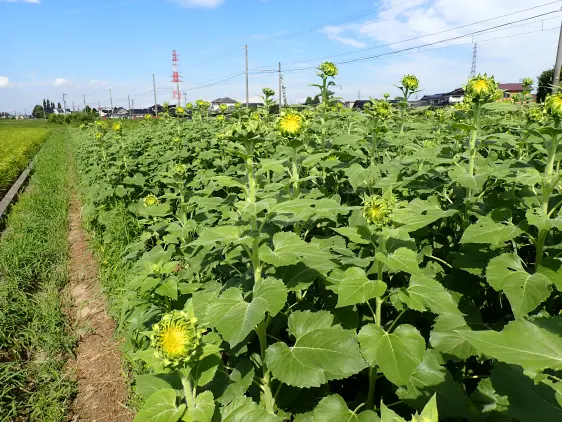 舟橋村サンフラワープロジェクト2026-2